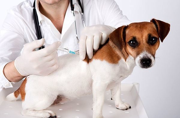 vacunación de perros